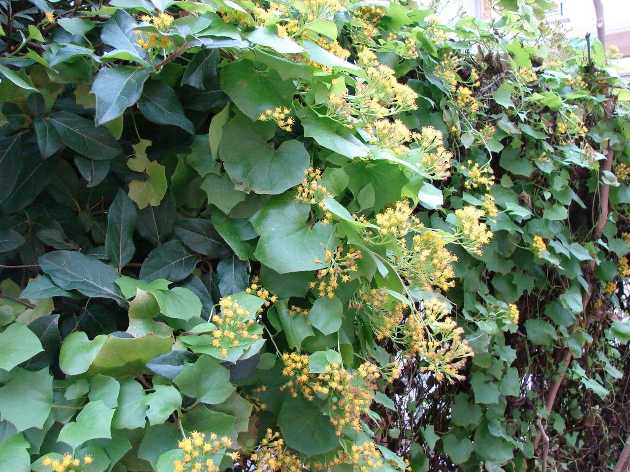 Delairea odorata 9