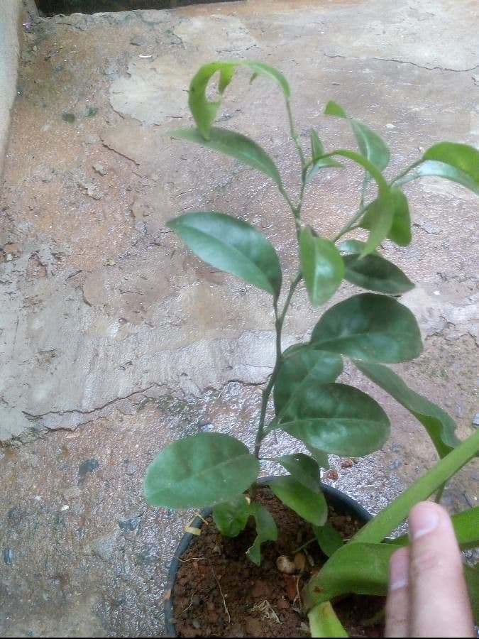 Arancio amaro 14