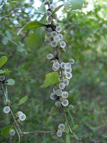 Phaulothamnus 3