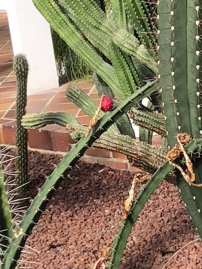Cactus di Harris