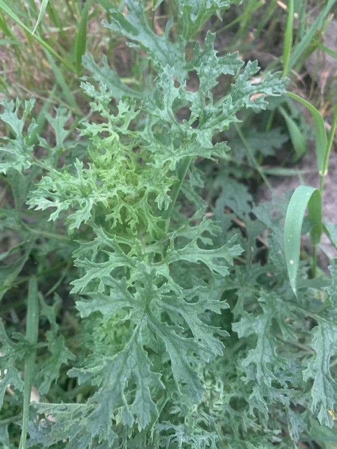 Senecio dei boschi 17