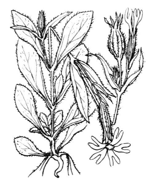 Acker-Lichtnelke 26