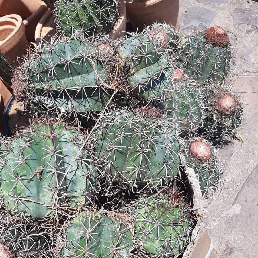 Melocactus 20