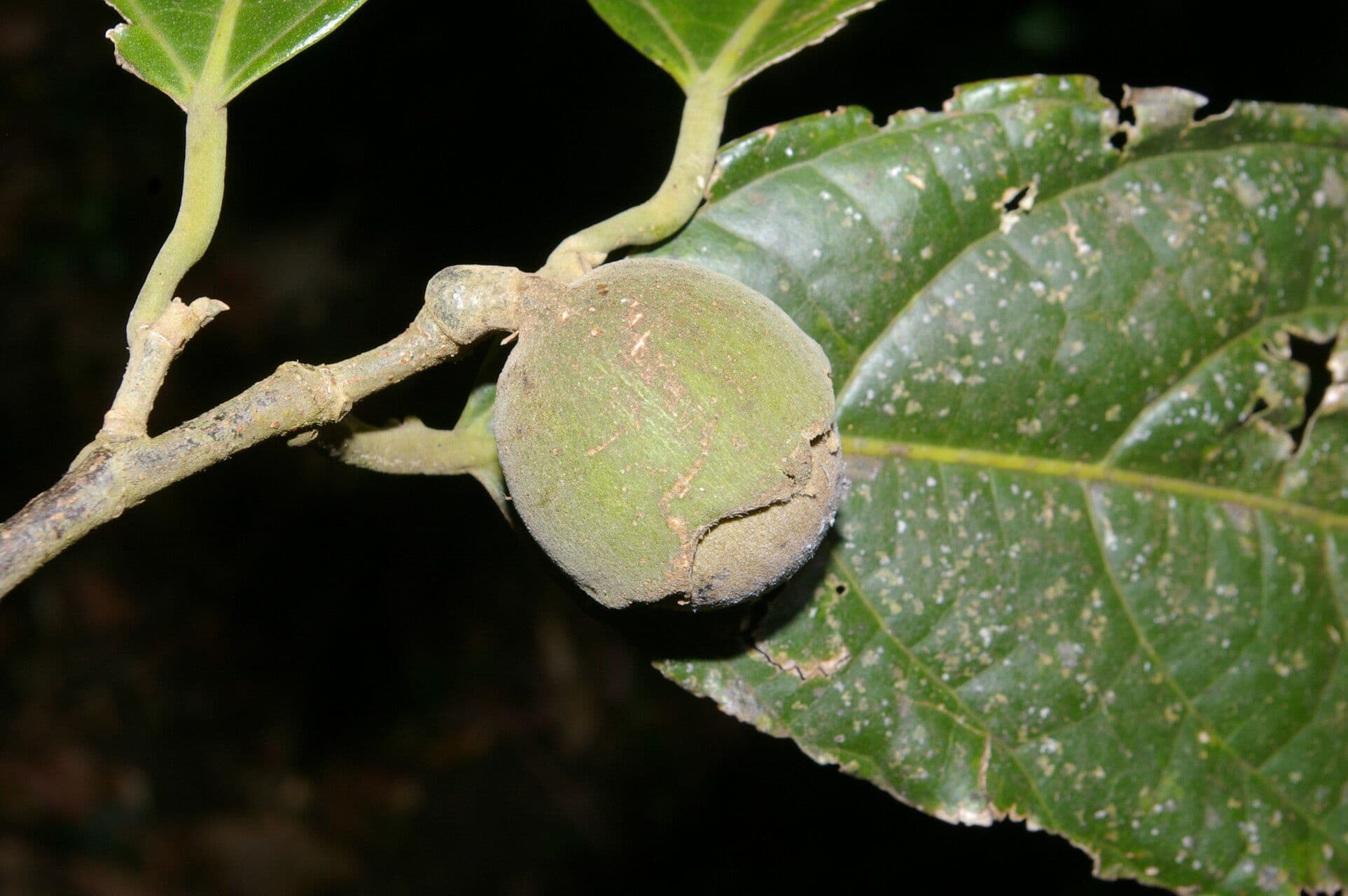 Quararibea funebris 4