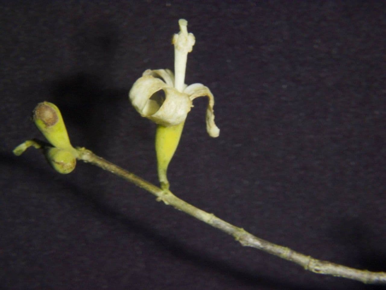 Quararibea 8