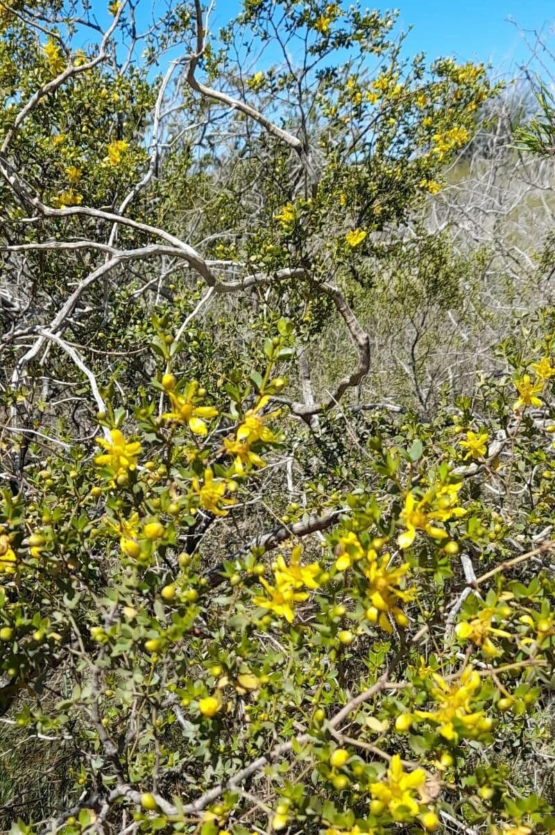 Buisson de créosote 8