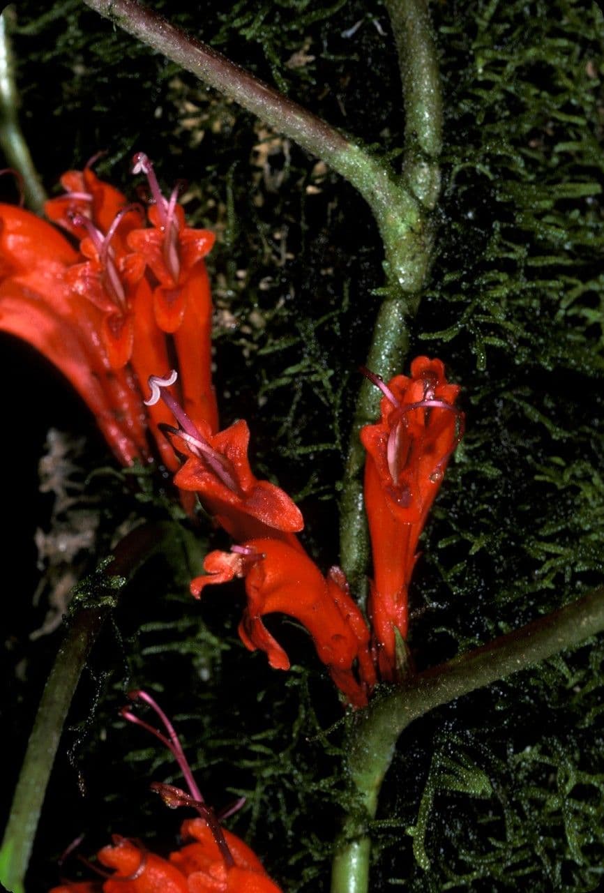 Agalmyla