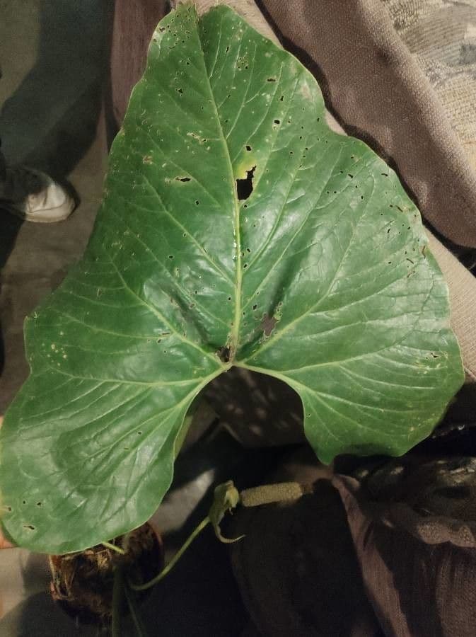 Anthurium 10