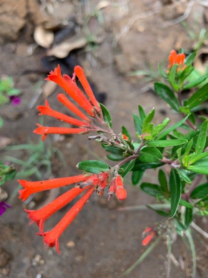 Bouvardia ternifolia 4