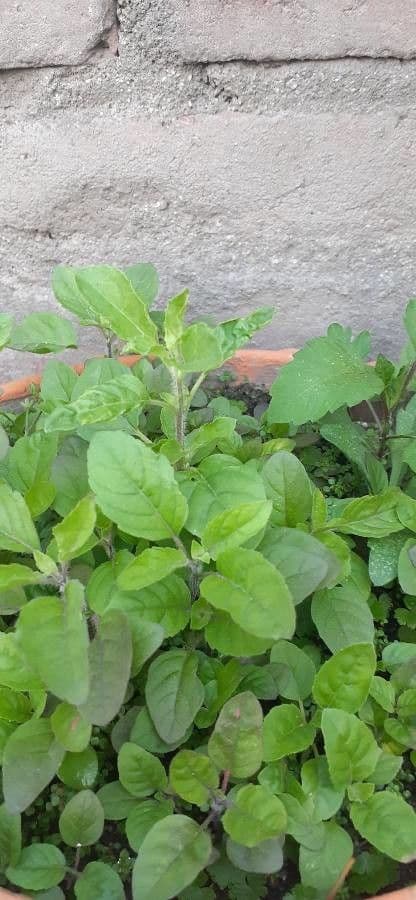 Basilico sacro 20
