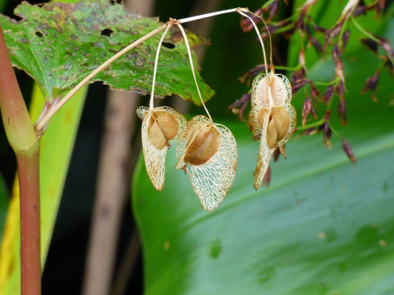 Begonia cucullata 4