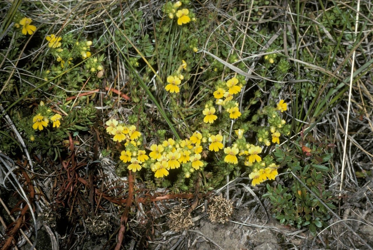 Eufrasia 3
