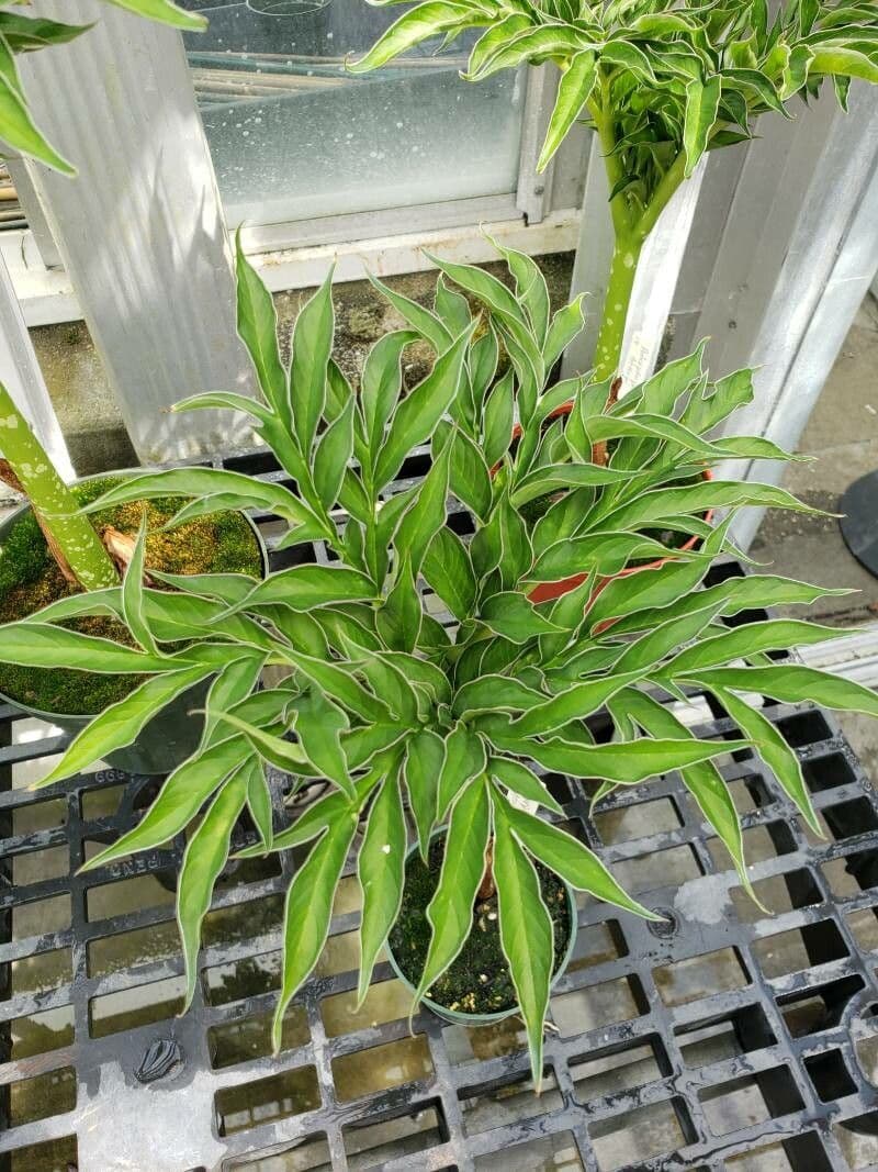 Amorphophallus 2