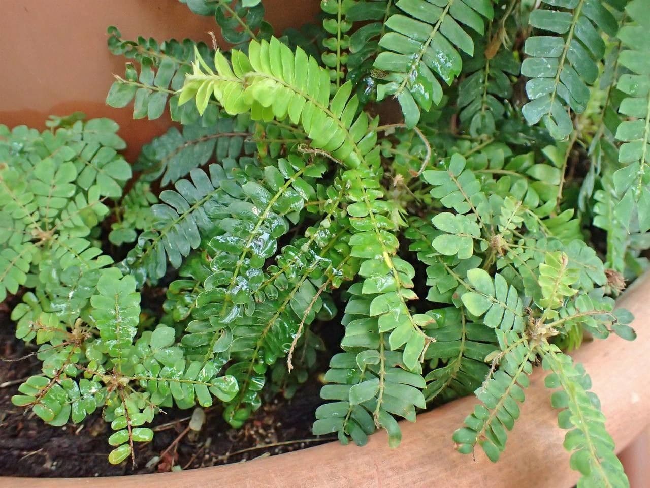 Pianta vitale 11