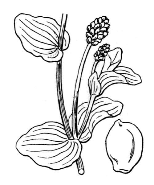 Brasca perfoliata 24