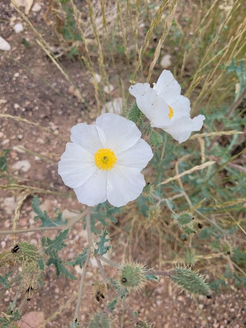 Argemone 6