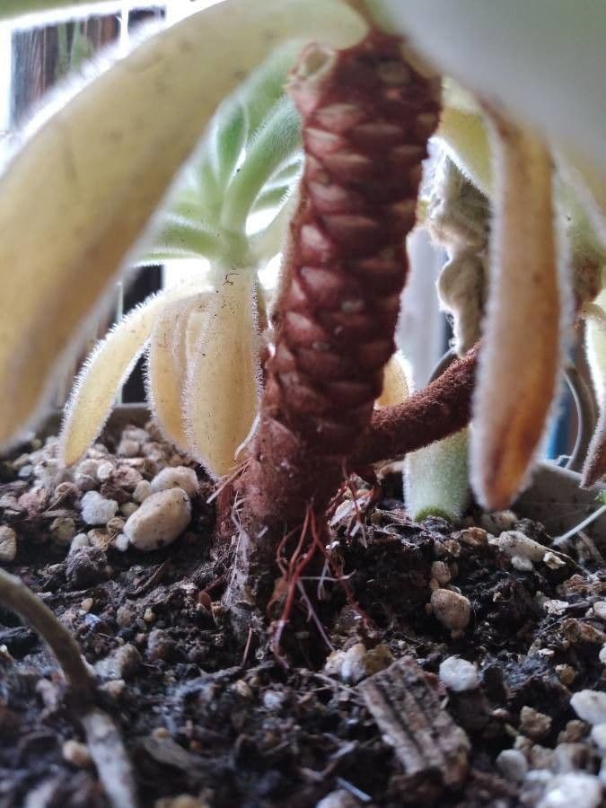 Echeveria 19