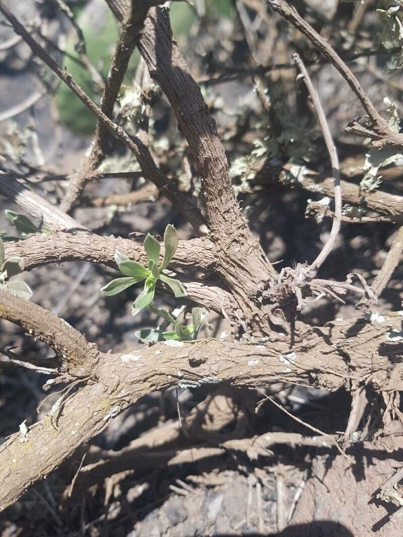 Asteriscus 11