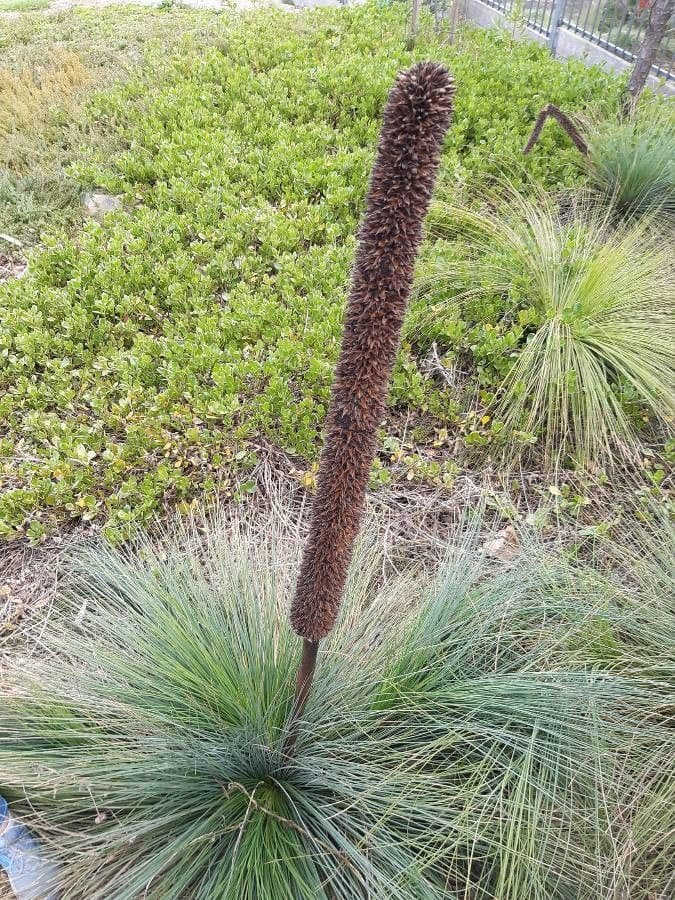 Xanthorrhoea 9