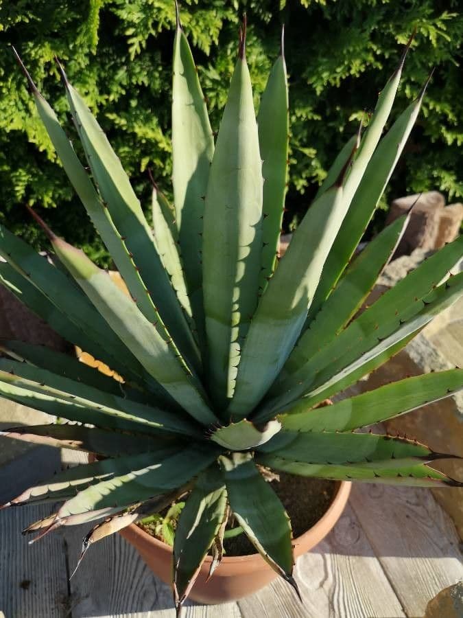 Agave 6