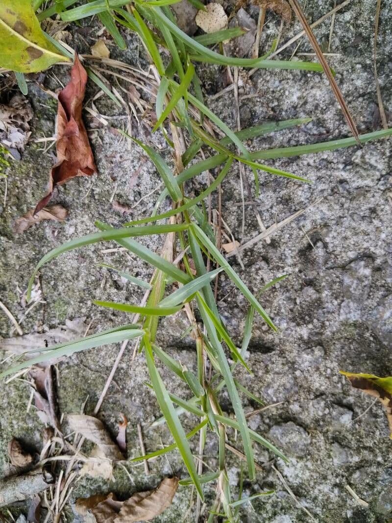 Eremochloa 2