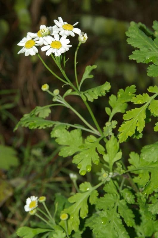 Mutterkraut 27
