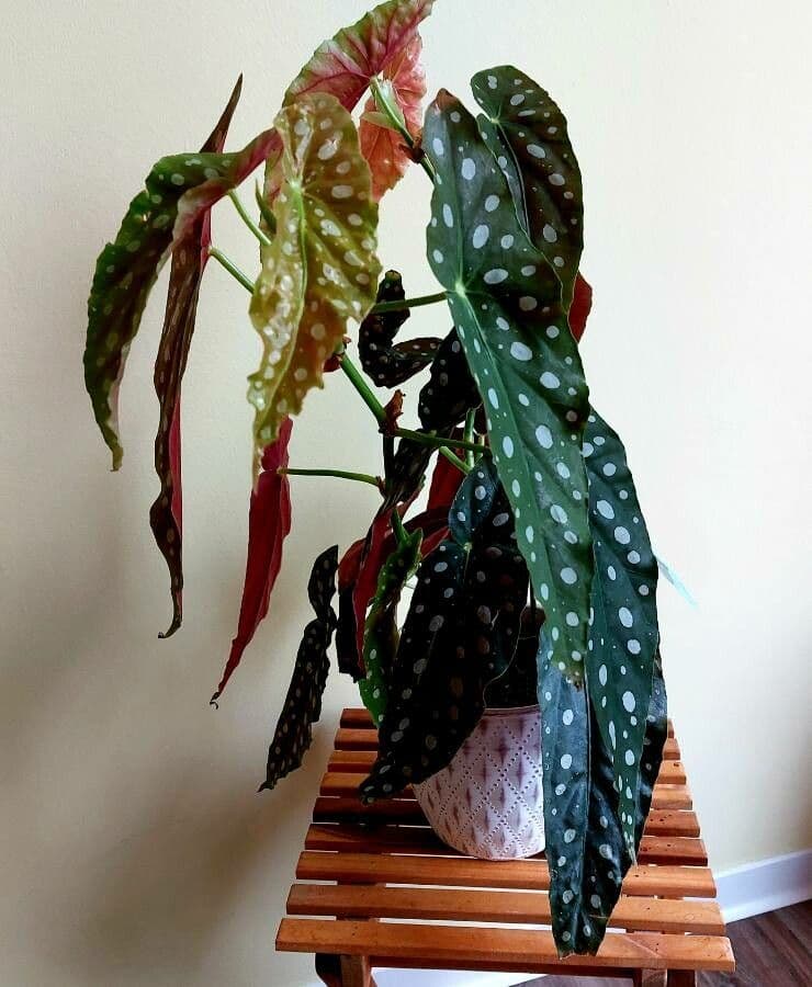 Begonia 12