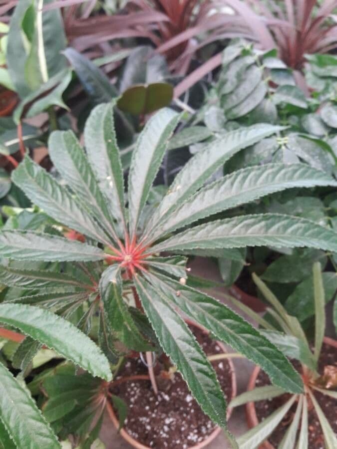 Begonia 7