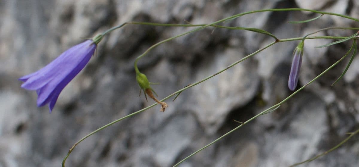 Campanula stenocodon