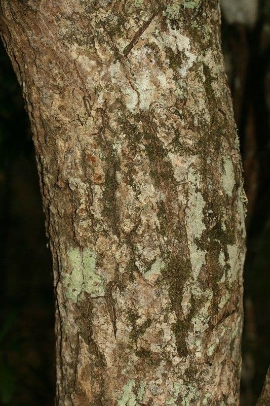 Mimusops balata 17