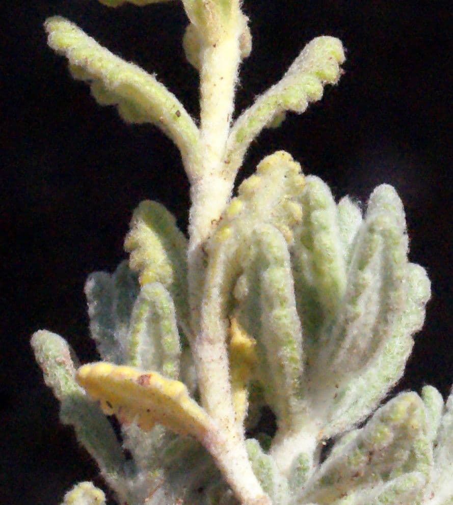 Teucrium 15