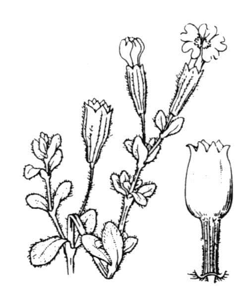 Silene 18