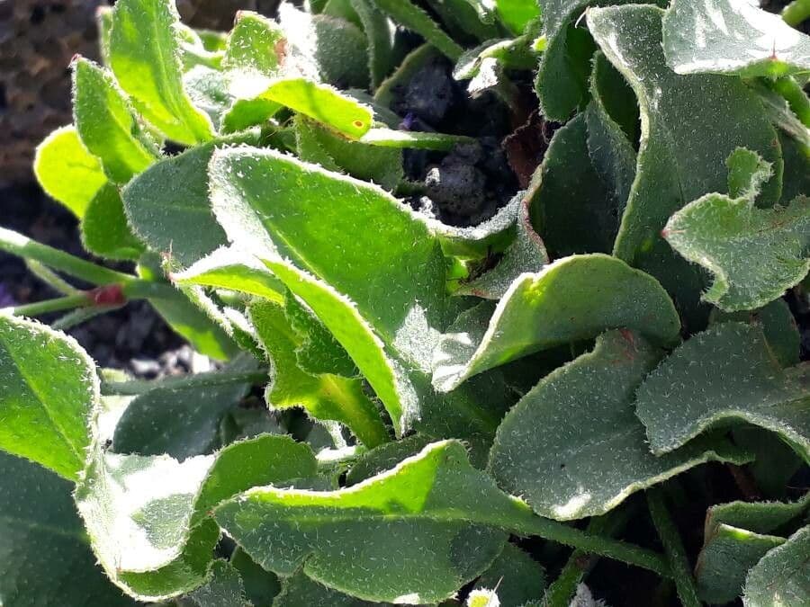 Limonio comune 16