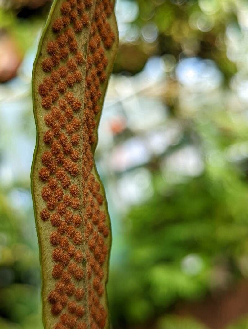 Pyrrosia
