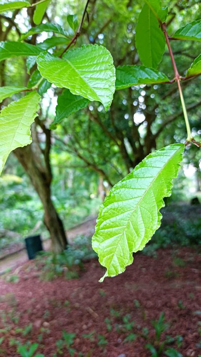 Campomanesia 3