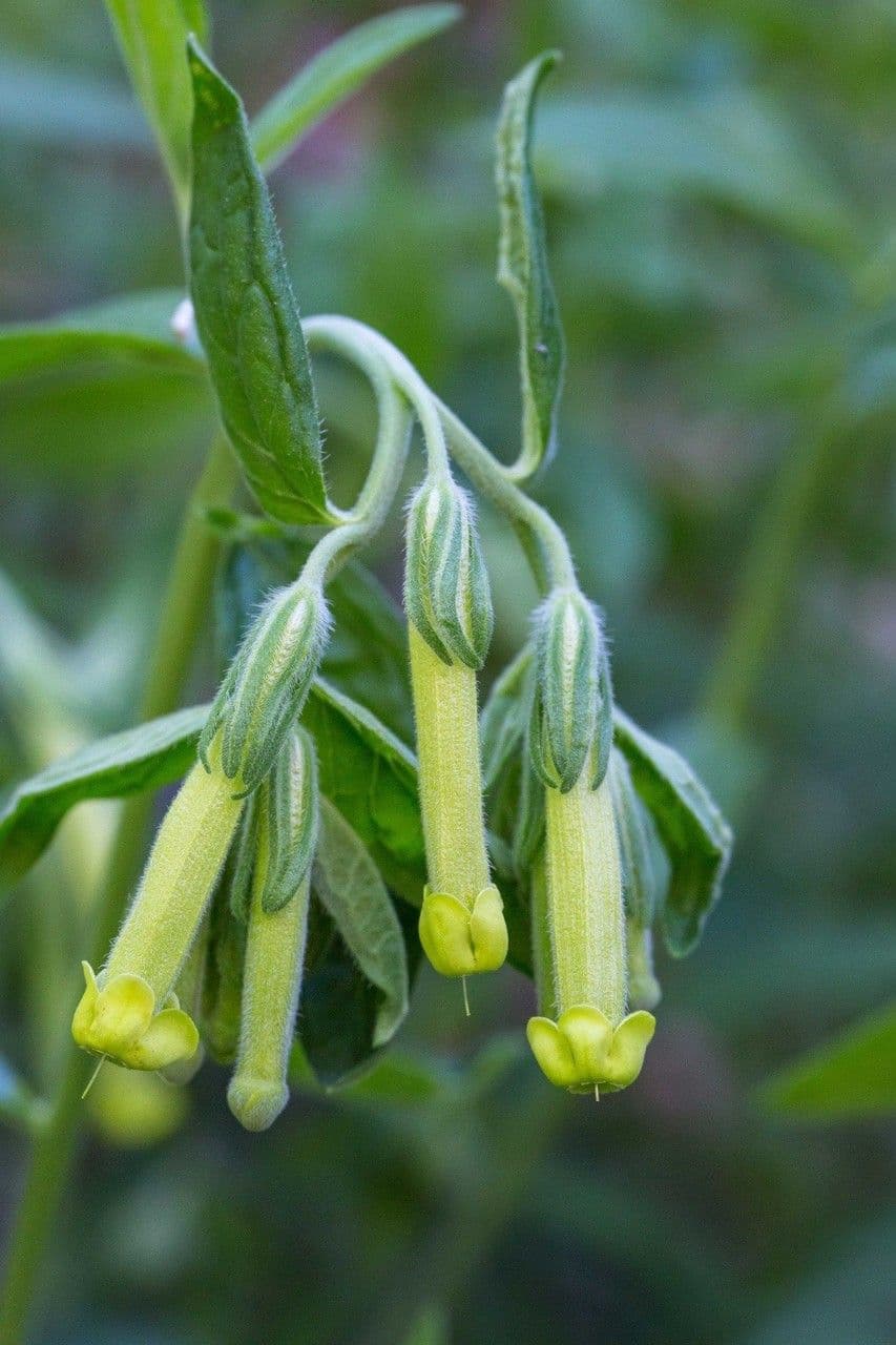Litospermo