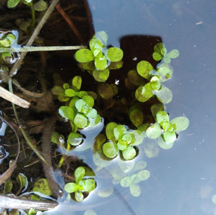 Teich-Wasserstern 18