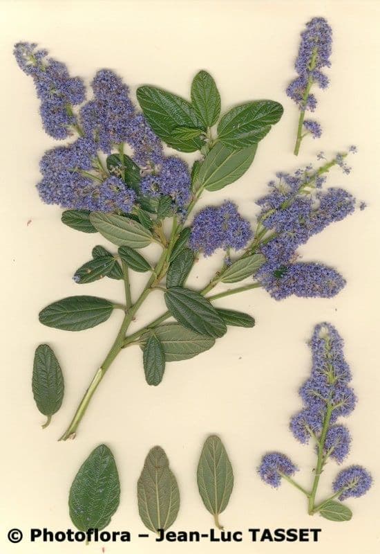 Ceanoto arboreo 30