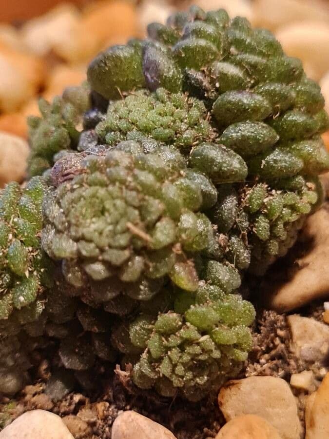 Vielblättrige Monanthes