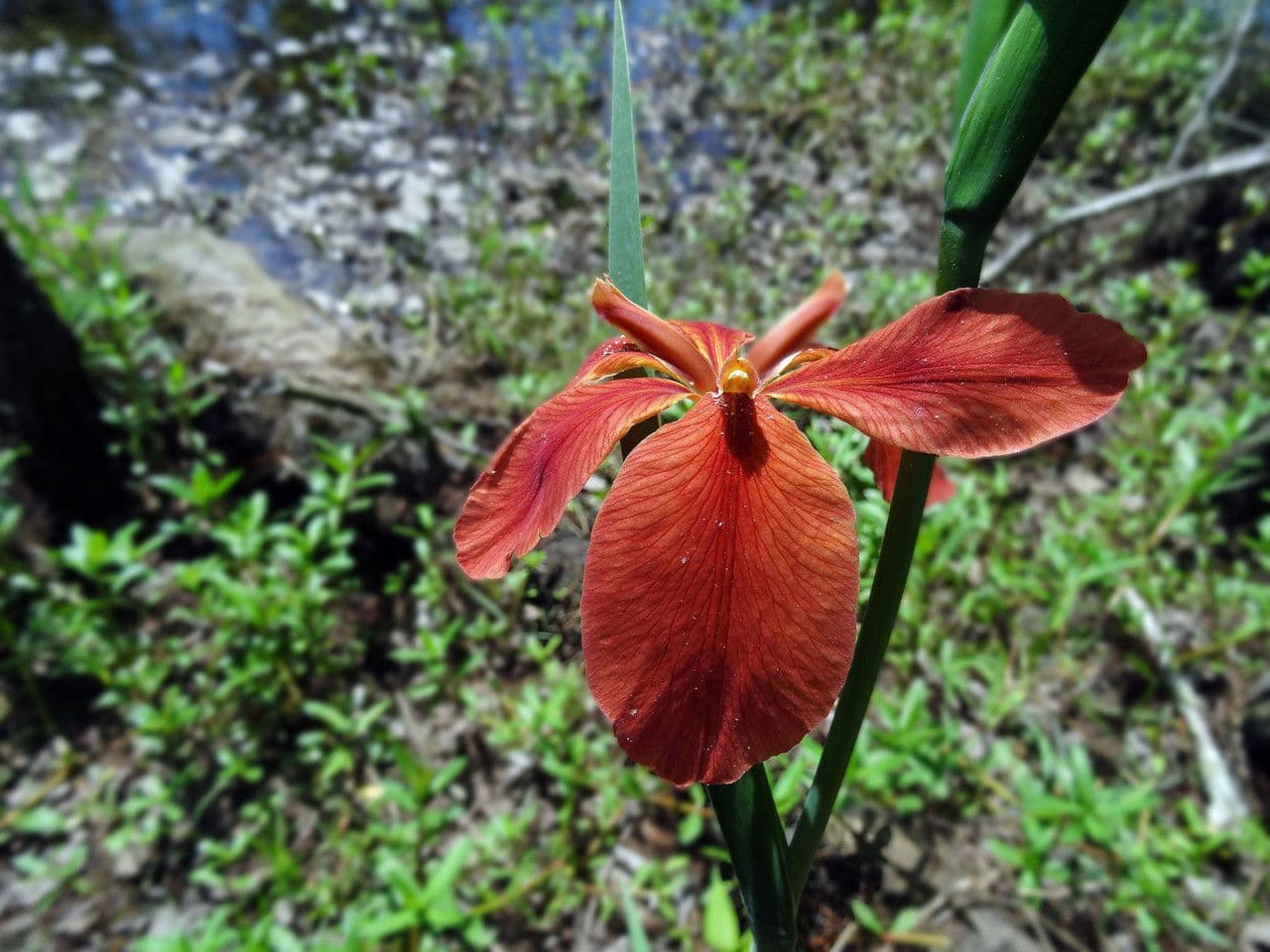Iris