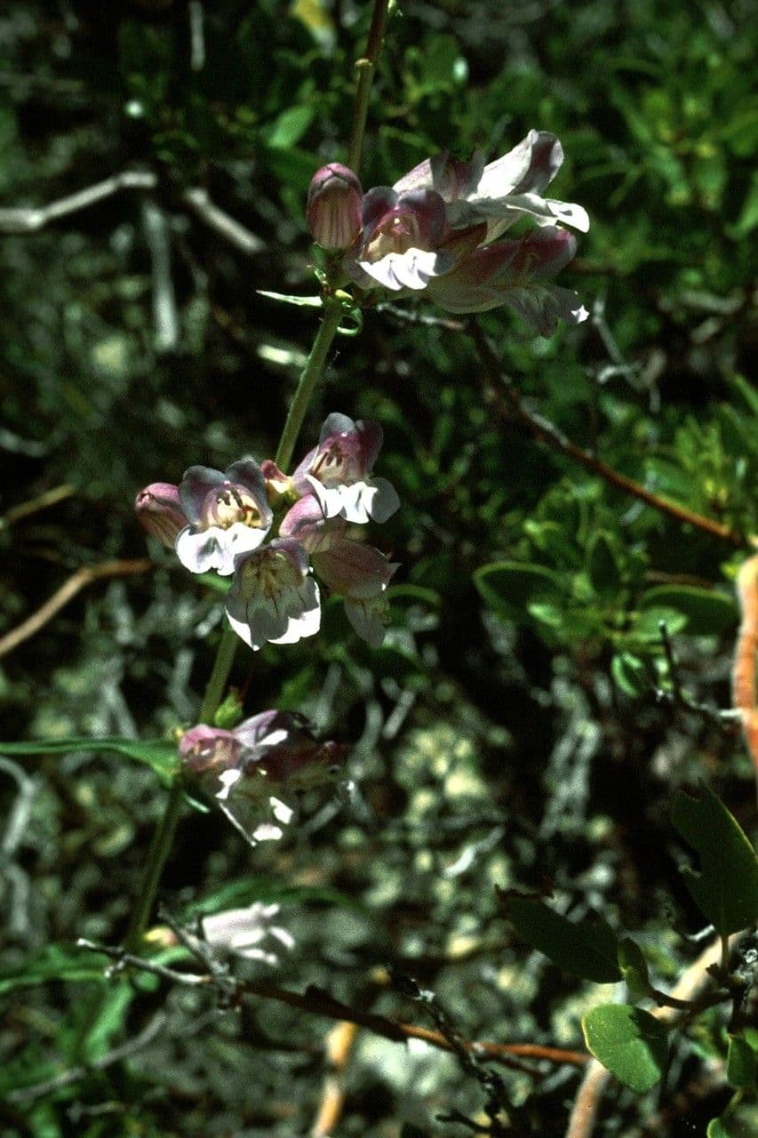 Smoothleaf beardtongue 9