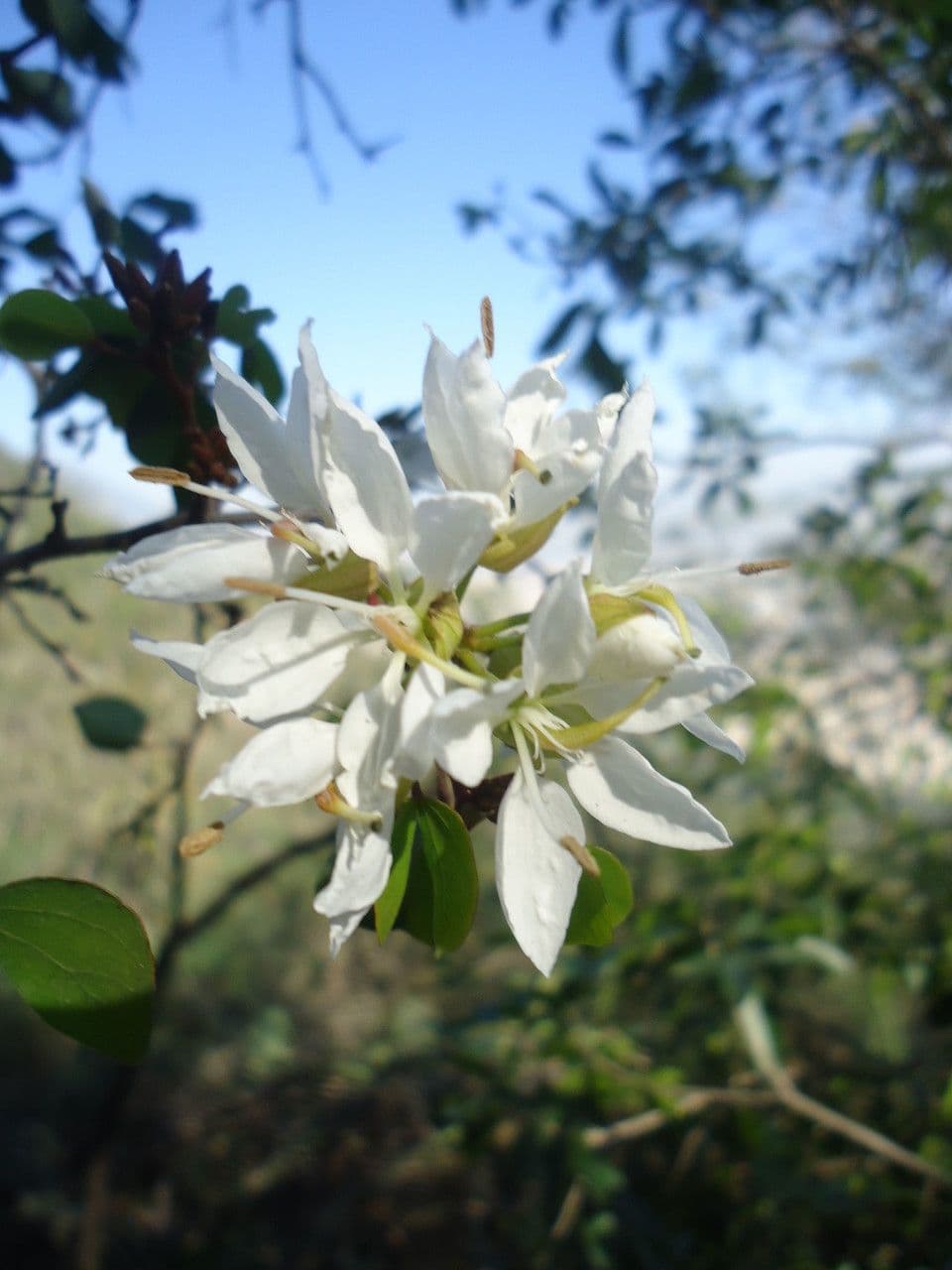 Bauhinia 5