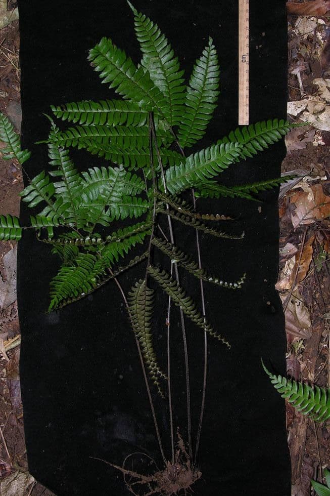 Adiantum štvorlisté 9