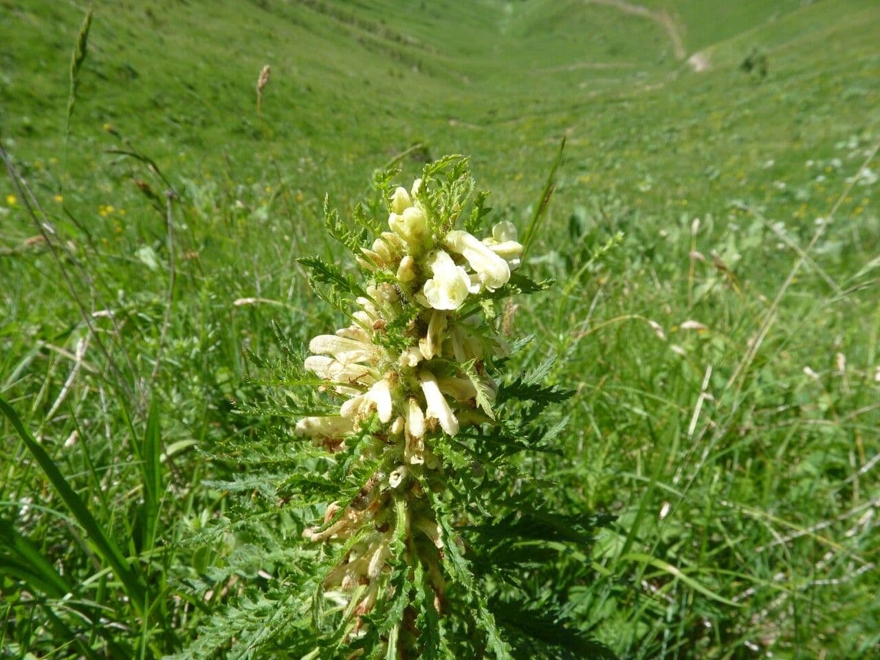 Pedicularis frondosa 26