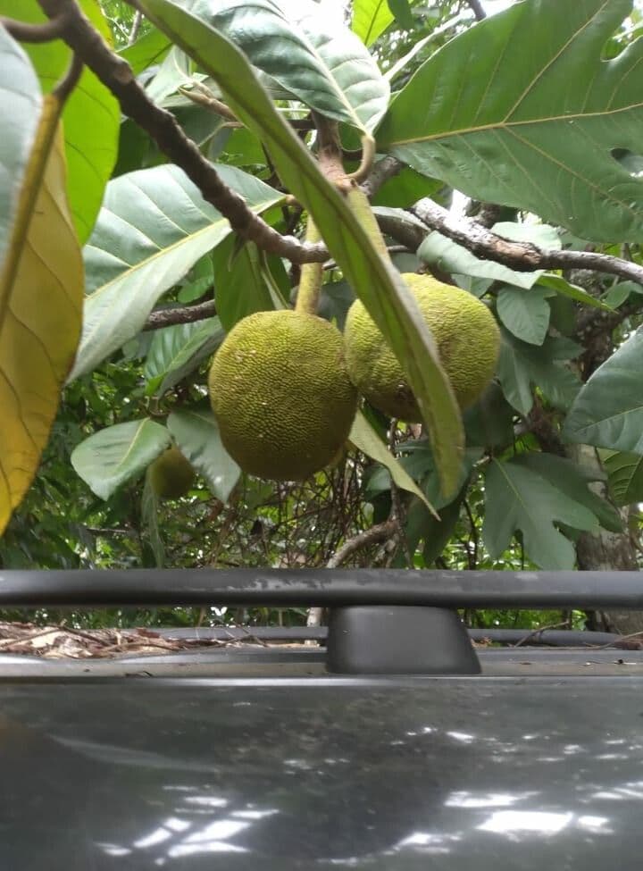 Artocarpus