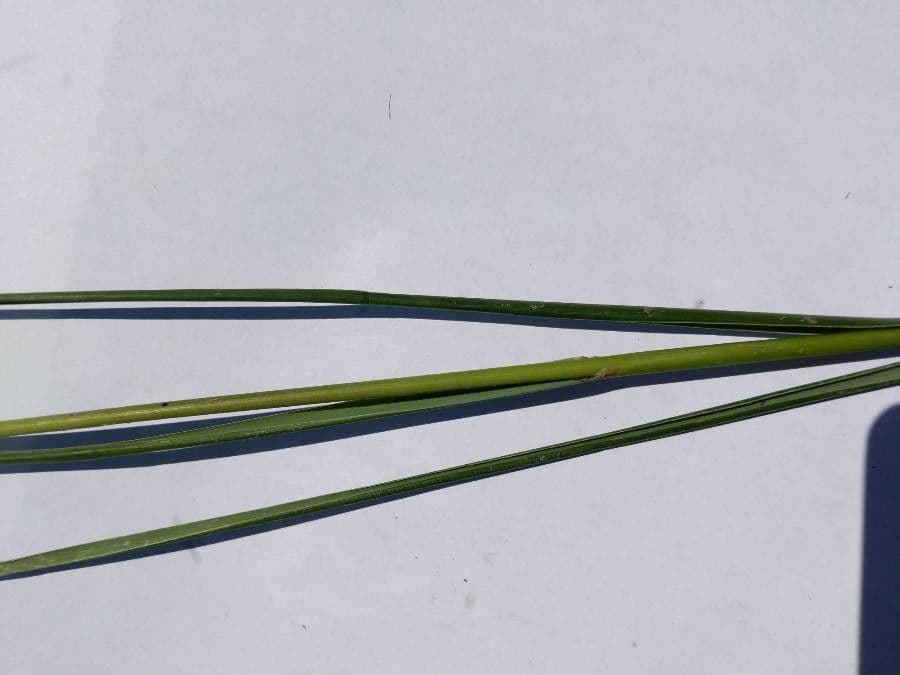Smooth cordgrass 20
