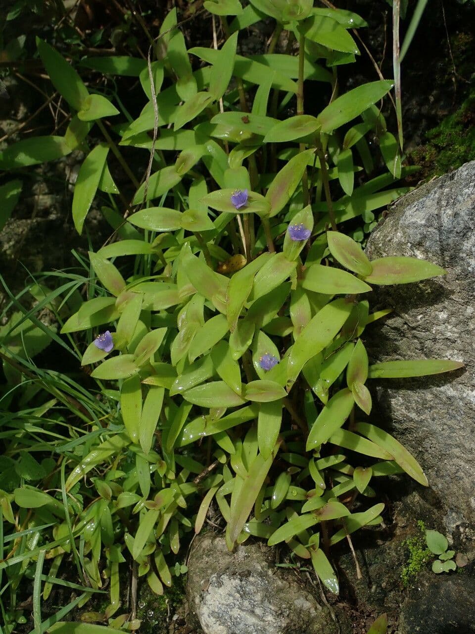Cyanotis crestata 4