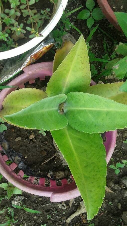 Kalanchoe