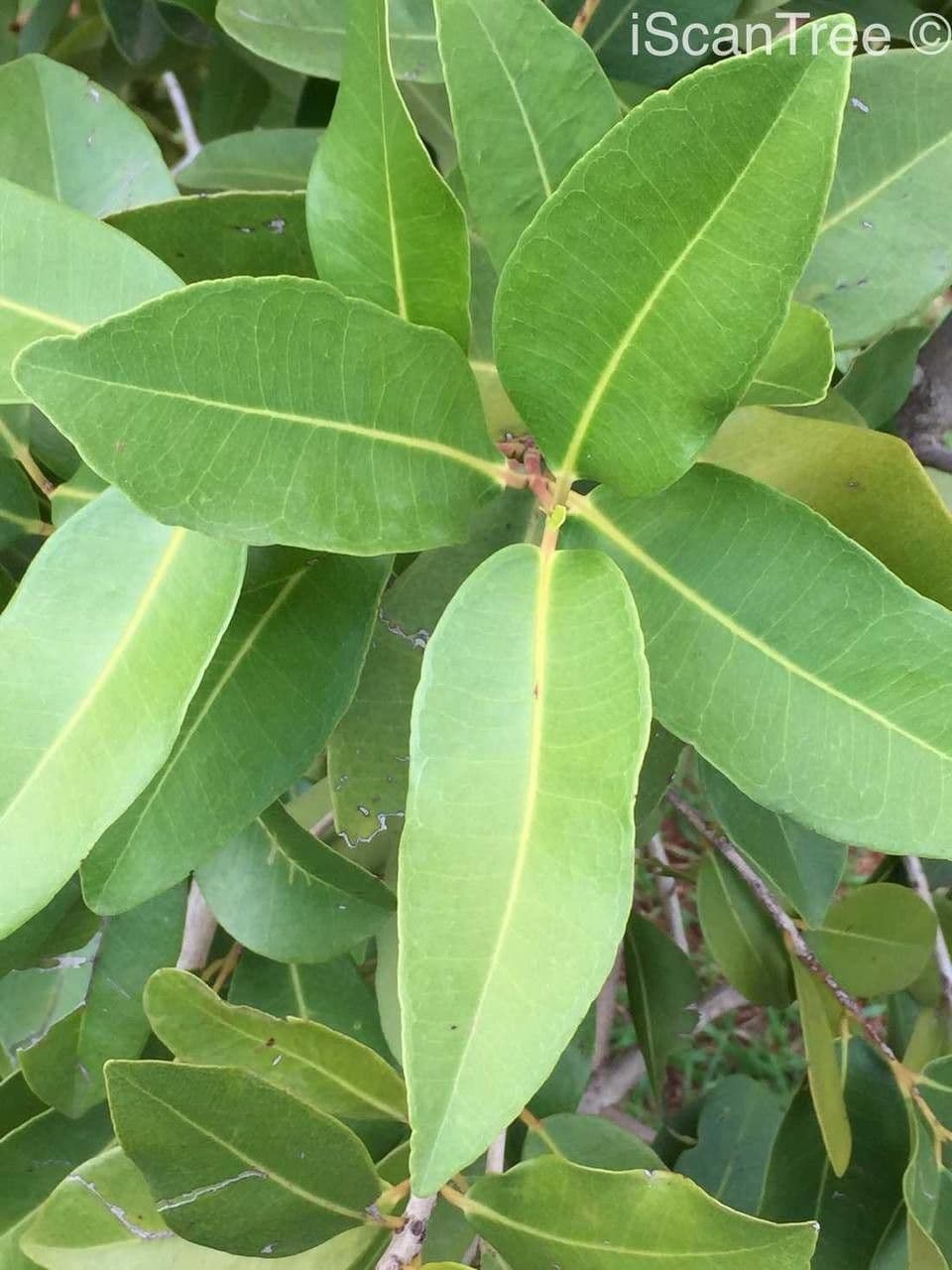 Syzygium guineense 13