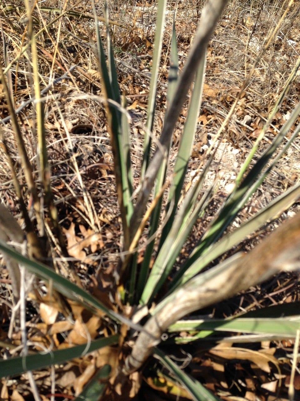 Yuca pallida 9